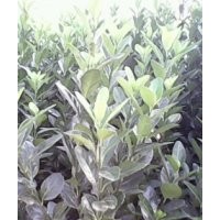 專營(yíng)大葉黃楊##大葉黃楊球￥￥大葉黃楊價(jià)格