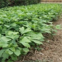 2013最新銀杏苗價格1-2年生銀杏樹苗江蘇銀杏大量批發(fā)