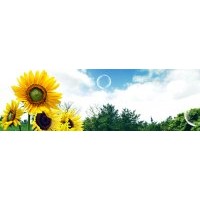 太陽(yáng)李樹(shù)苗