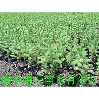 二年生 云杉容器苗