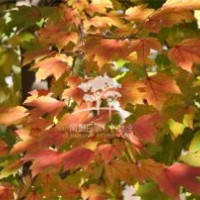 風(fēng)和日麗--十月光輝