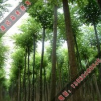 國槐小苗的病蟲害_國槐價格