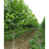 速生國槐 速生法桐 速生白蠟 柳樹