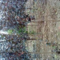 常規(guī)工程苗木 占地苗 大小喬木 花灌木 小苗定向繁育 紅葉桃 榆葉