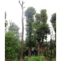 移植骨架香樟50公分左右大小香樟樹供應(yīng)