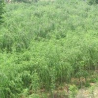 江蘇常州專業(yè)銷售綠垂柳！