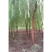 江蘇常州專業(yè)供應(yīng)綠垂柳!!!