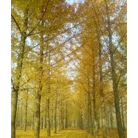 銀杏之鄉(xiāng)歡迎您--基地直銷