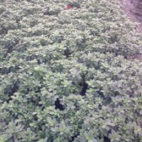 成都西洋鵑價(jià)格 成都西洋鵑報(bào)價(jià) 西洋鵑品種 西洋鵑規(guī)格