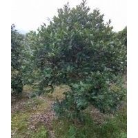 高品質油茶 長期供應