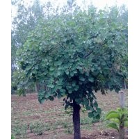 供應(yīng) 黃櫨、五角楓