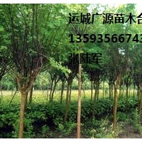 國槐出售、2-3公分國槐、價(jià)格優(yōu)惠