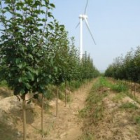 出售八棱海棠樹20cm