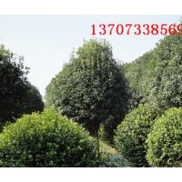 湖南精品桂花樹