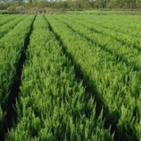 供應(yīng)：龍柏球，30—400公分高度的龍柏樹