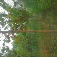 山東濱州低價出售8—12cm法桐