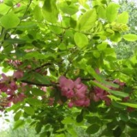 供應(yīng)紅花槐