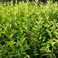 供應(yīng)：湖南法國冬青，50—100公分高度的法國冬青