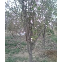 西府海棠樹|西府海棠樹苗|西府海棠價格|，誠信為本|