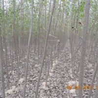 供應(yīng)107速生楊1-20CM 種條2-4米高量大