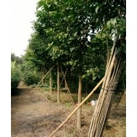 供應(yīng)落羽杉 秋楓 大葉紫薇 臘腸樹 水蒲桃