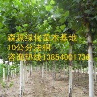 供應(yīng)3-10公分國(guó)槐-國(guó)槐價(jià)格