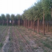 柳樹苗，柳樹苗價格，柳樹苗基地，山東柳樹苗