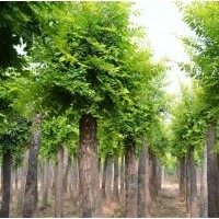 金葉榆，山東金葉榆，金葉榆價格，金葉榆基地