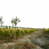 大量供應(yīng)矮本金葉榆