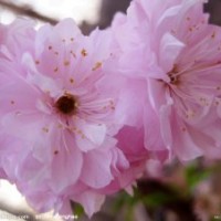 河北哪里的榆葉梅容易成活