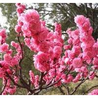 怎么栽培榆葉梅小苗