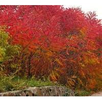 河北哪里的紅瑞木適應(yīng)性強(qiáng)