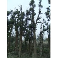 10公分香樟價(jià)格 香樟樹木價(jià)格 香樟產(chǎn)地