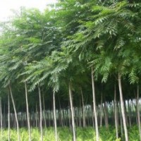 山西千頭椿各種規(guī)格