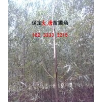 河北速生柳供應(yīng)|求購速生柳|優(yōu)質(zhì)速生柳批發(fā)