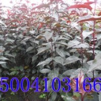 紅葉海棠苗-哪里賣紅葉海棠苗