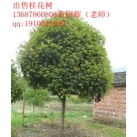 廣西桂林13cm桂花樹精品出售