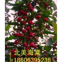 供應(yīng)山東北美海棠，北美海棠有多少個(gè)的品種？魯南千畝海棠園