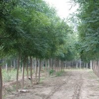 國槐5-6年生,胸徑6-10cm