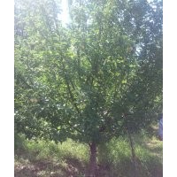 13公分京紅海棠樹