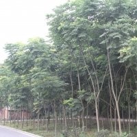 供應(yīng)各規(guī)格欒樹 欒樹價(jià)格