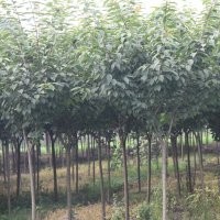 供應櫻花小苗 晚櫻苗價格