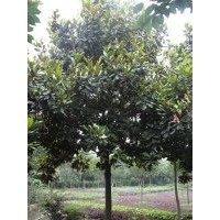 大量供應(yīng)廣玉蘭 各種規(guī)格廣玉蘭