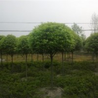 成都高桿精品桂花