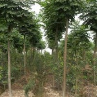 江蘇欒樹基地，欒樹價格