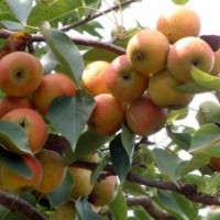 寒富蘋(píng)果樹(shù)苗