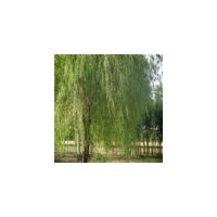 大量供應(yīng)垂柳，造型優(yōu)美，正在購(gòu)銷(xiāo)中