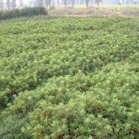 特供杜鵑苗木品種【杜鵑球 杜鵑扦插苗 杜鵑小苗】?jī)r(jià)格圖片信息聯(lián)