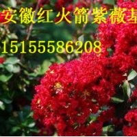 美國(guó)紅火箭紫薇怎么種植？