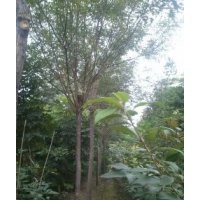 供應(yīng)5-6-7-8公分的國槐30000棵